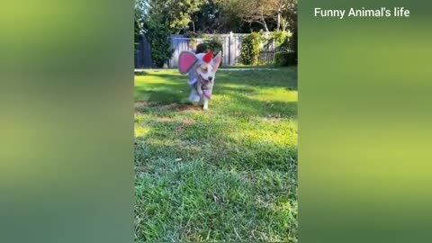 Funny animal videos