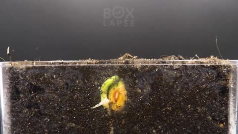 Carolina Reaper - Tobacco - Hyacinth - Cranberry Bean