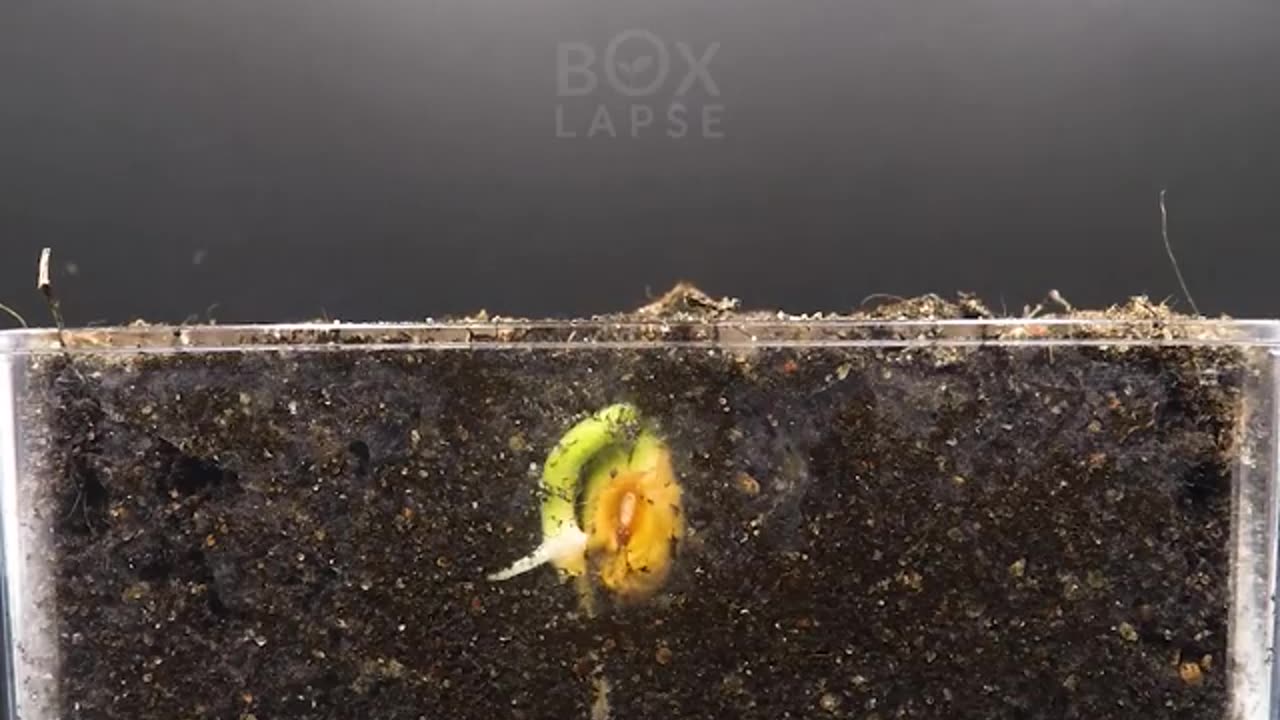 Carolina Reaper - Tobacco - Hyacinth - Cranberry Bean