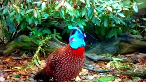 Life of Birds