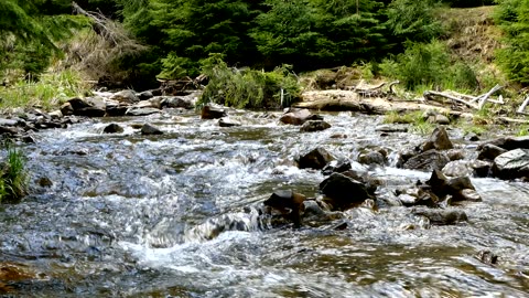 The Sound Of The Creek