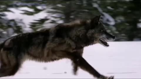 How to survive a wolf attack 🐺🐺🐺