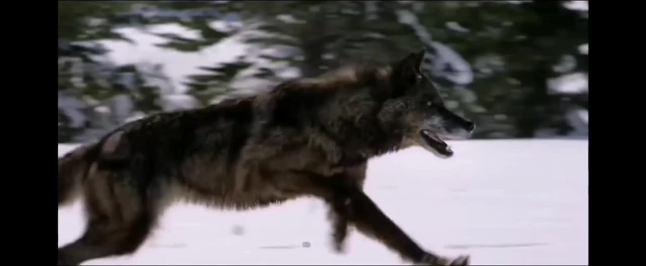 How to survive a wolf attack 🐺🐺🐺
