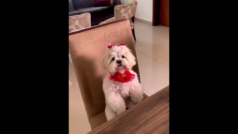 Funny pets moments| Try not to laugh