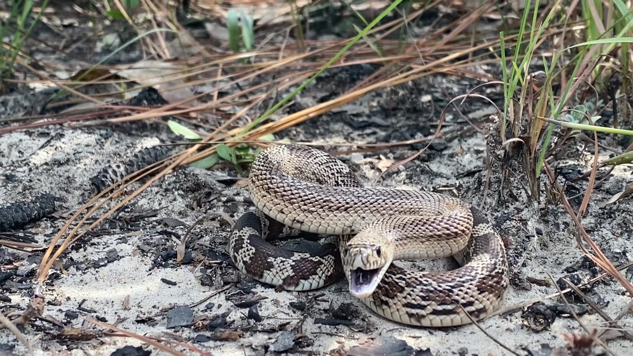 Juvenile pine snake being Mr. Hissy Britches.