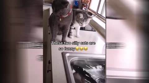 Funny Animals 🤣 That's so Funny 😹, Try Not To LAUGH!!! #Shorts