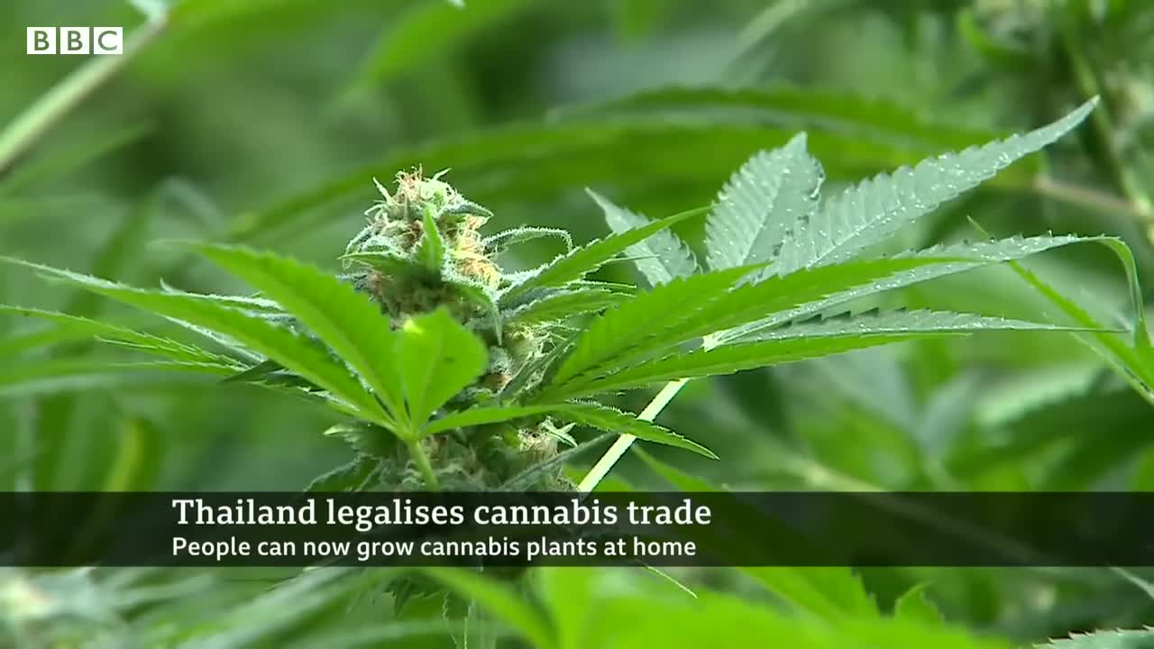 Thailand legalises cannabis growing and trade - BBC News