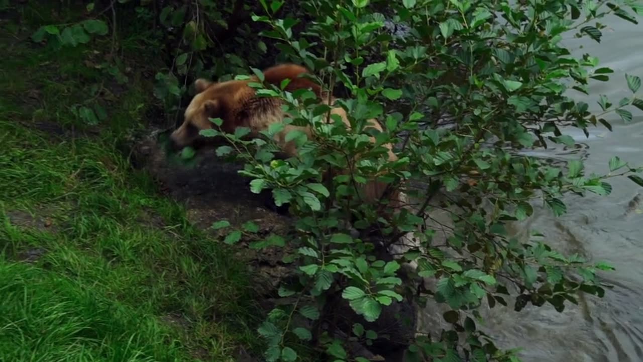 Brown bear in the forest