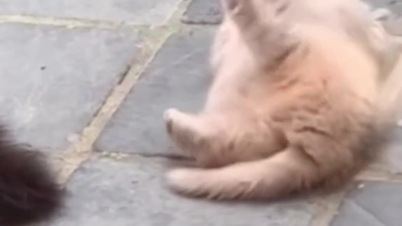 Cat funny video