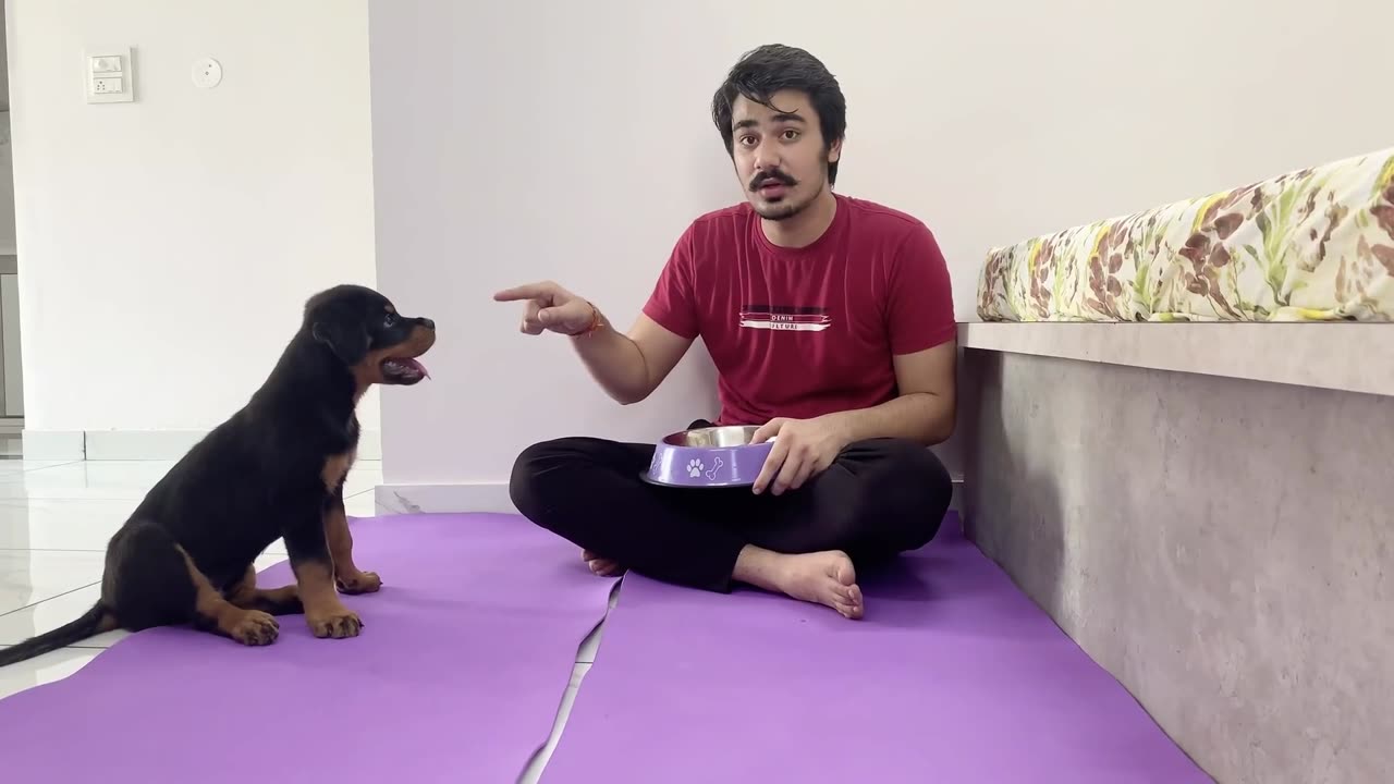 HOW TO TRAIN YOUR PUPPY FOR FOOD DISCIPLINE - 3 MONTHS OLD ROTTWEILER PUPPY TRAINING - DOG TRAINING