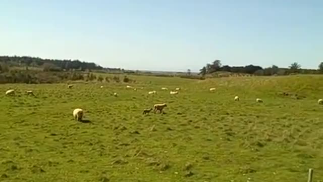 I LOVE ANIMALS! ~ BIKE TOURING the WEST COAST! vid#9 - Apr 17th 2010