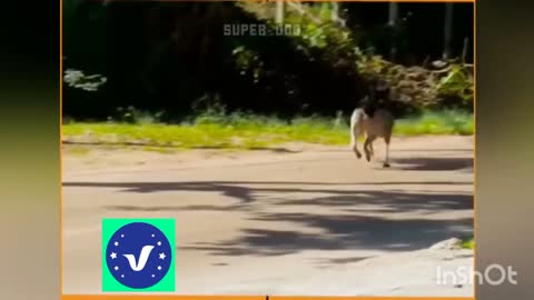 dogs funny vudeo• best comedy clip• Vines Best Fun