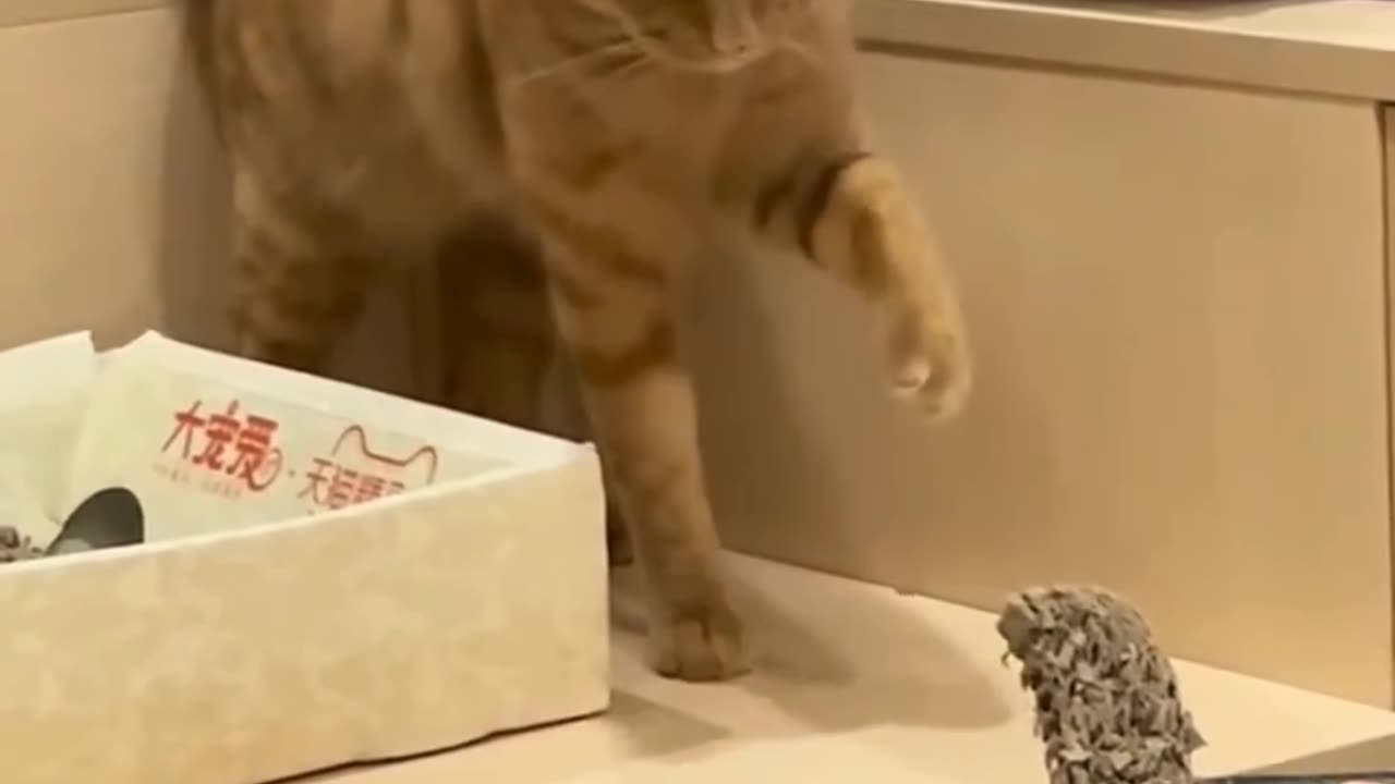 The cat touches the thing and is afraid