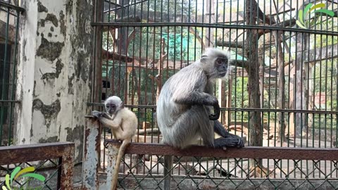 Beautiful Monkey Cute & Funny - Meet the Trachypithecus Germaini