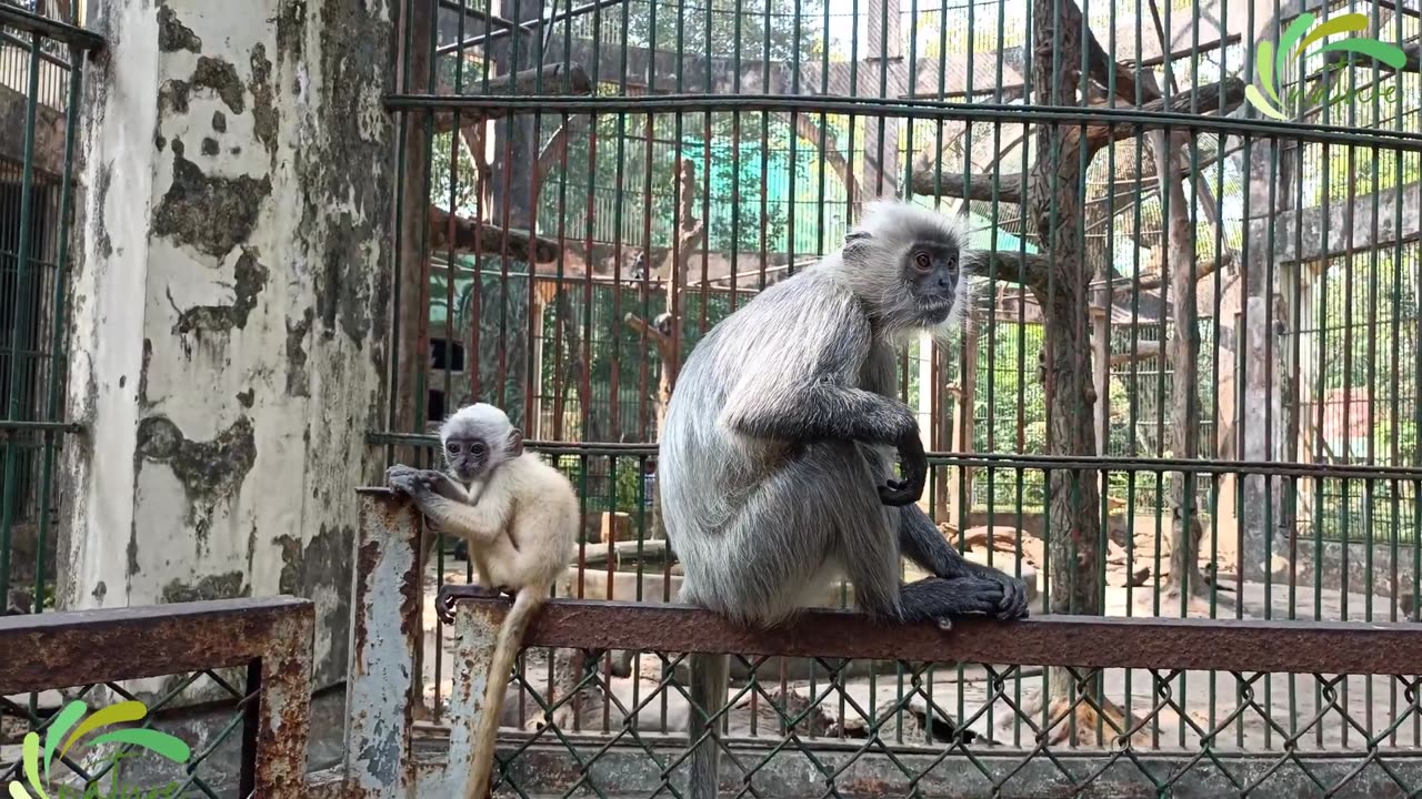 Beautiful Monkey Cute & Funny - Meet the Trachypithecus Germaini