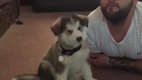 Funny animal videos|Cute animal videos |Funny dog&cat videos|Hilarious pet videos|Funny video