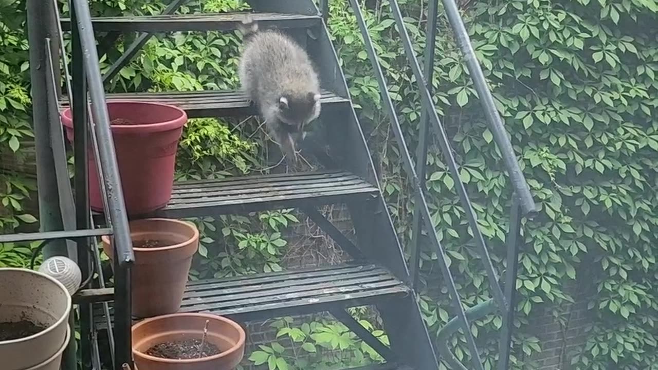 Baby Raccoons Climb Down Stairs