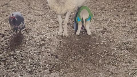 Checking in on the Baby and the Old Sheep