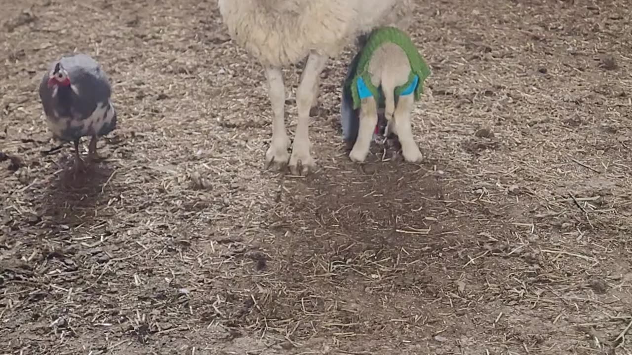 Checking in on the Baby and the Old Sheep