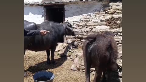 Aukat dekhegi