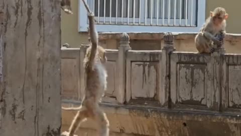 Funny Monkey|viral videos|Follow Me