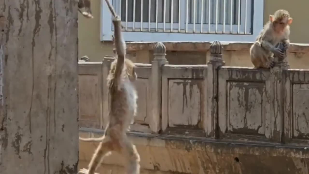 Funny Monkey|viral videos|Follow Me