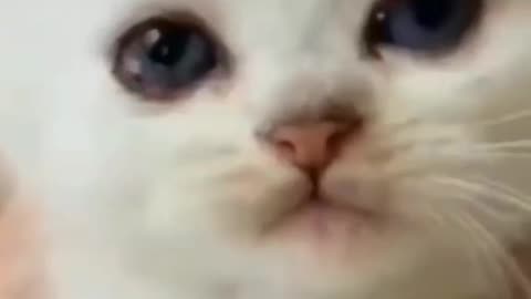 Cute and funny cat video.