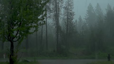 watch the forest come alive in rain