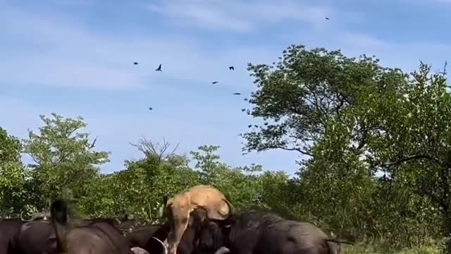 Lion vs Buffalos