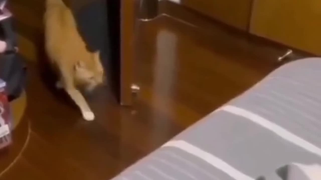 funny cats