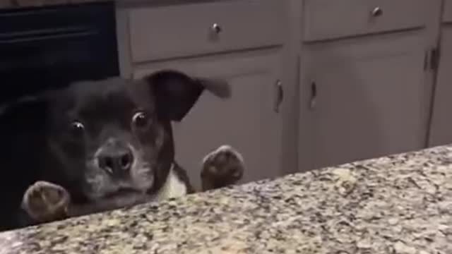 THE DOG FACE πΆπ