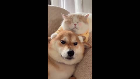 Cute cats and dogs