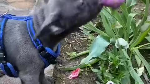 Dog 🐕 try to catch flower but dog tried funny moment.