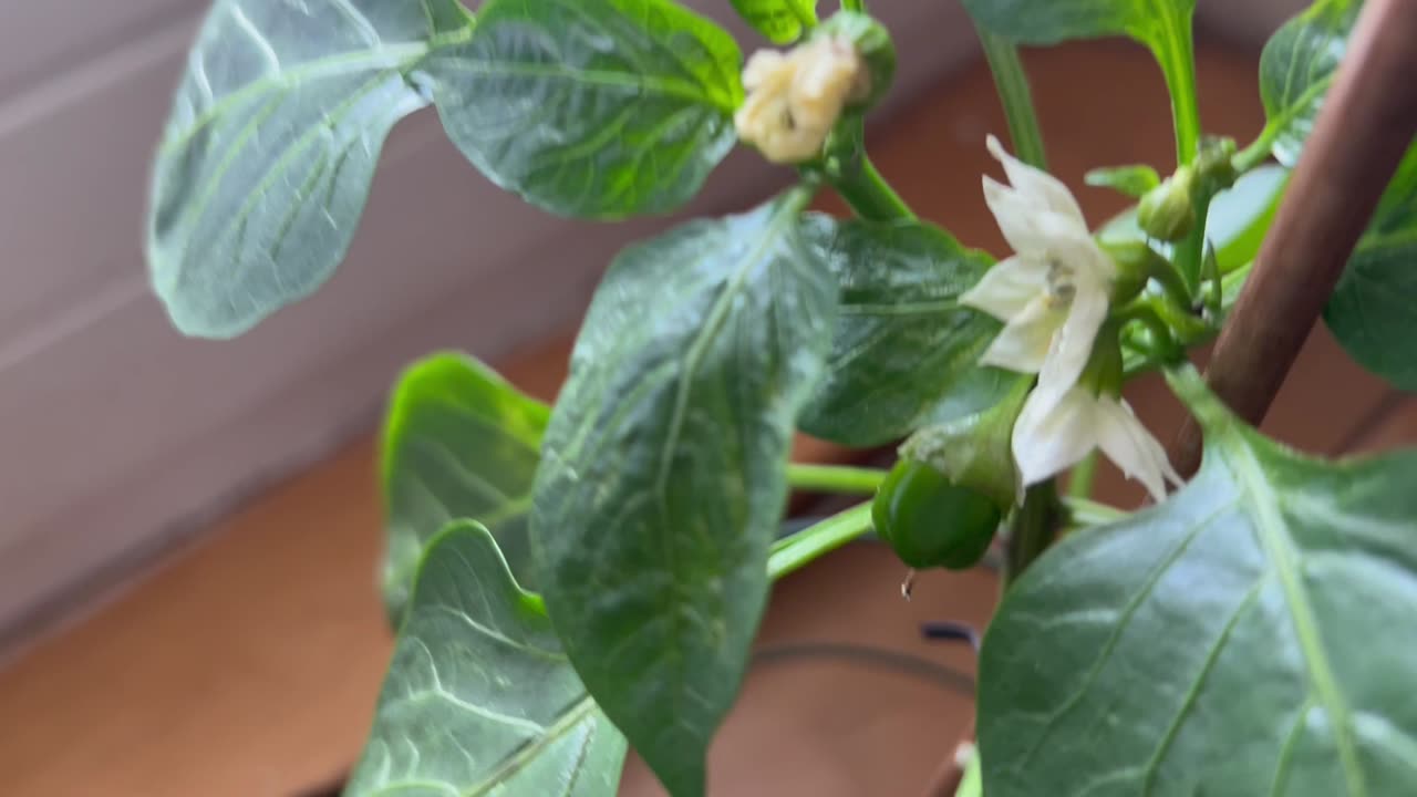 Spring peppers