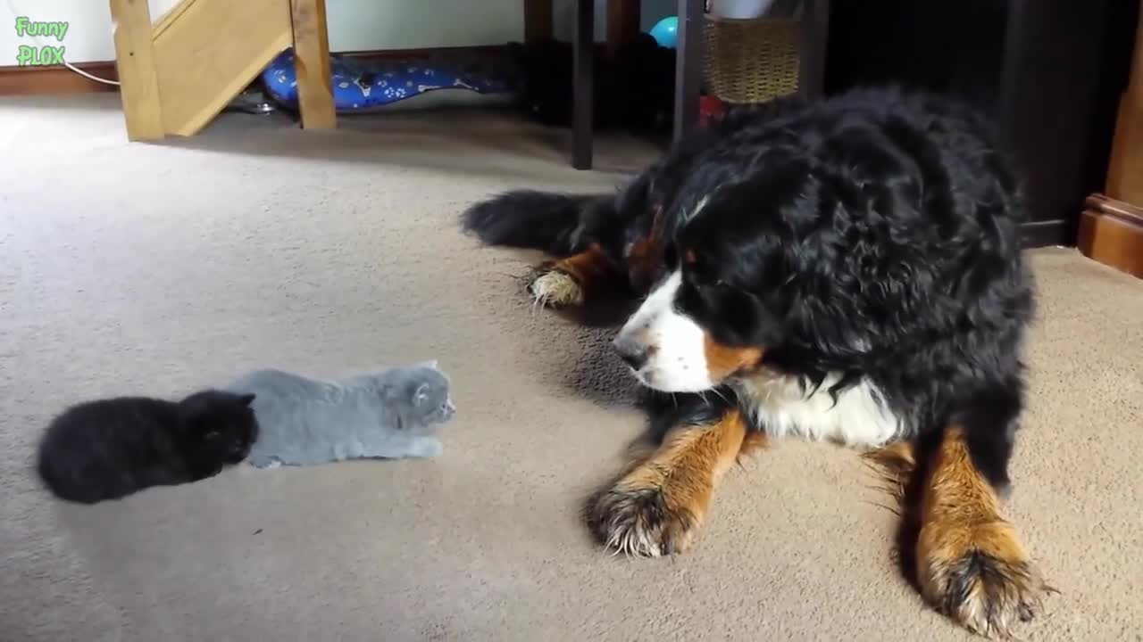 Dogs Meeting Kittens for the First Time Compilation