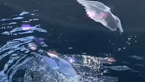 Dolphin Teasing a Seagull with a Fish