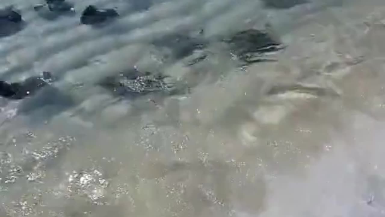 A group of fish swimming on the beach