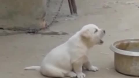 cute Dog funny video