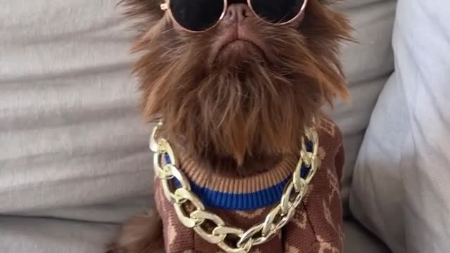 cute dog