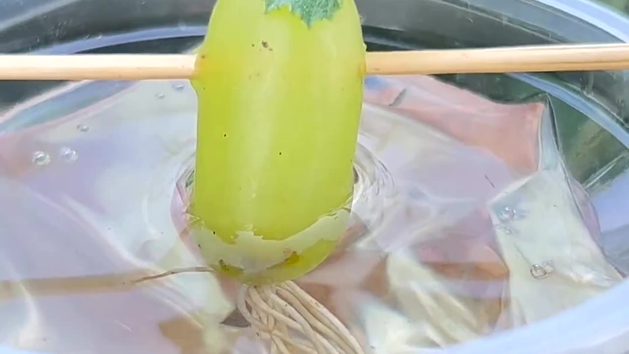 How to create grapes tree