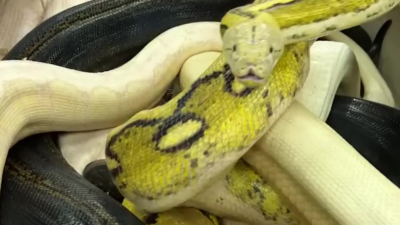 20ft python bit the camera man 😱