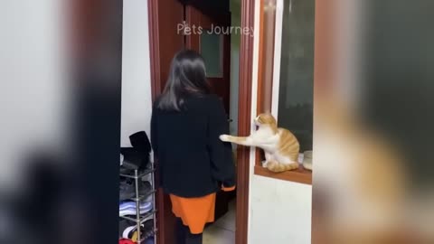 Funniest Cats and Dogs 🐶🐱 | Funny Animal Videos #35