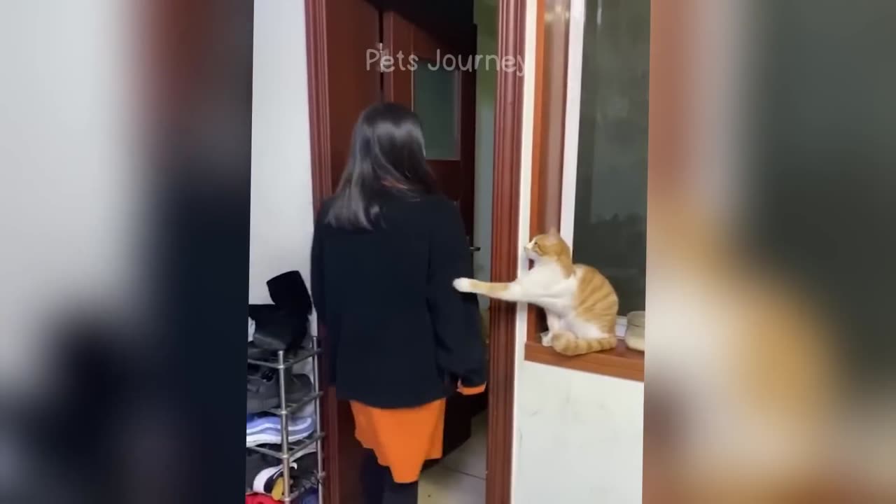 Funniest Cats and Dogs 🐶🐱 | Funny Animal Videos #35