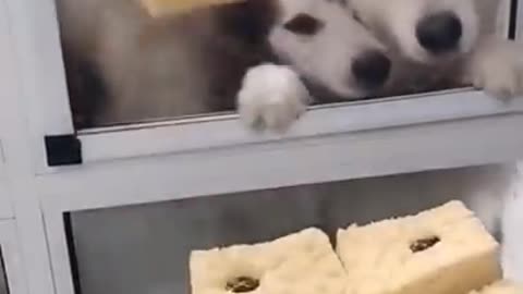 Husky waiting for their cake