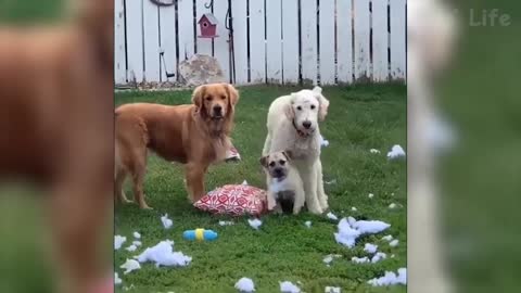 Funny animal clips