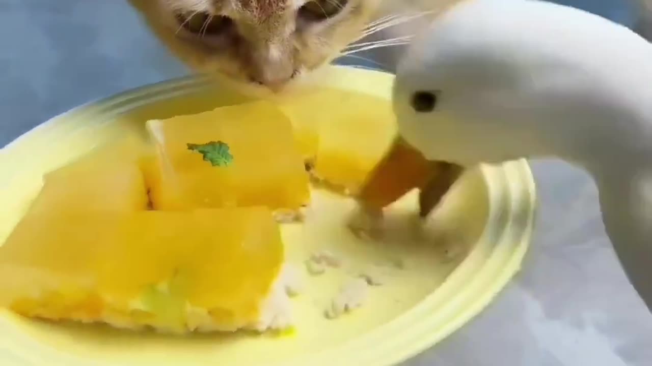 cat beats duck