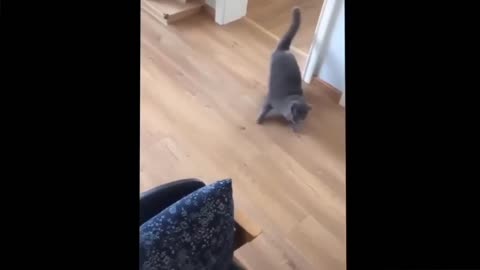 Animal funny 😂😂😂 video