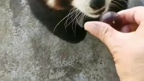 The world of animals