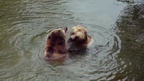 Bear Brown Brown Bear Nature Animals Mammal