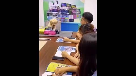 New Funny Animals Funniest Cats and Dogs Videos
